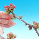 Vonkajšie bonsai - Chaneomeles japonica - Dulovec japonský - 3/4