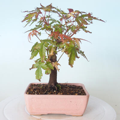 Vonkajšie bonsai - Javor palmatum sangokaku - Javor dlaňolistý - 3