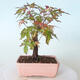 Vonkajšie bonsai - Javor palmatum sangokaku - Javor dlaňolistý - 3/5