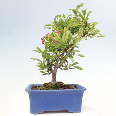 Vonkajší bonsai - Malus sergentiu - Maloplodá jabloň - 3
