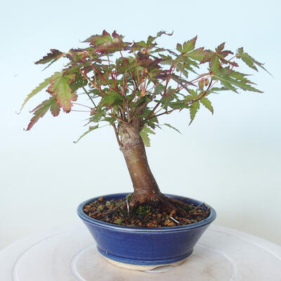 Vonkajšie bonsai - Javor palmatum sangokaku - Javor dlaňolistý - 3