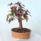 Vonkajšie bonsai - Javor palmatum sangokaku - Javor dlaňolistý - 3/5