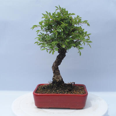 Vonkajšie bonsai - Zelkova - Zelkova NIRE - 3