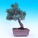 Vonkajší bonsai -Borovice drobnokvetá - Pinus parviflora glauca - 3/7