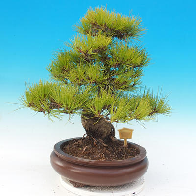 Vonkajšie bonsai - Pinus densiflora - borovica červená - 3