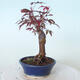 Vonkajšie bonsai - Acer palm. Atropurpureum-Javor dlaňolistý červený - 3/5