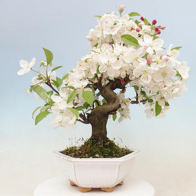 Vonkajší bonsai -Malus halliana - Maloplodá jabloň - 3