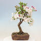 Vonkajší bonsai -Malus halliana - Maloplodá jabloň - 3/7