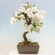 Vonkajší bonsai -Malus halliana - Maloplodá jabloň - 3/7