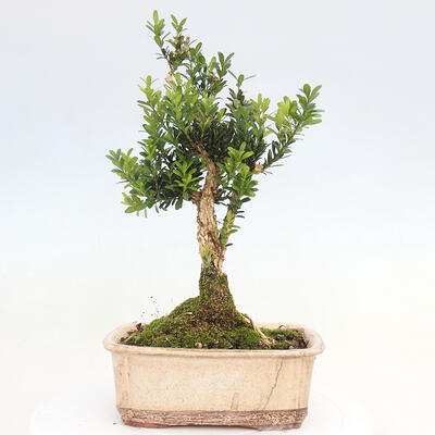 Izbová bonsai - Buxus harlandii -korkový buxus - 3