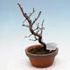 Venkovní  bonsai -  Chaneomeles chinensis - Kdoulovec čínsky - 3/4