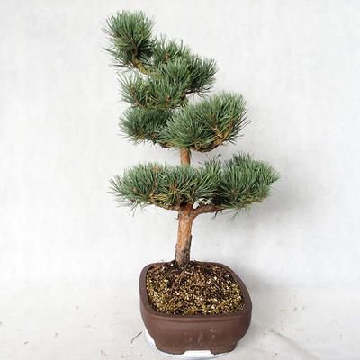 Vonkajšie bonsai - Pinus sylvestris Watereri - Borovica lesná VB2019-26848 - 3