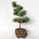 Vonkajšie bonsai - Pinus sylvestris Watereri - Borovica lesná VB2019-26848 - 3/4