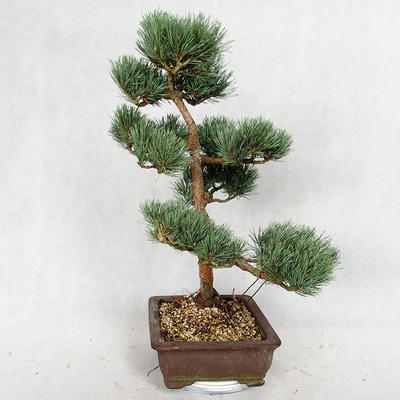 Vonkajšie bonsai - Pinus sylvestris Watereri - Borovica lesná VB2019-26852 - 3