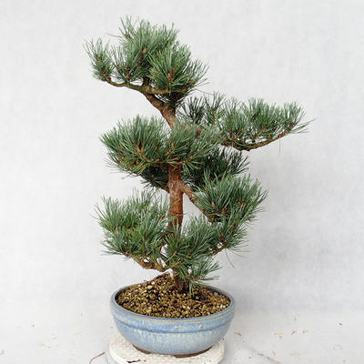 Vonkajšie bonsai - Pinus sylvestris Watereri - Borovica lesná VB2019-26859 - 3