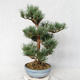 Vonkajšie bonsai - Pinus sylvestris Watereri - Borovica lesná VB2019-26859 - 3/4