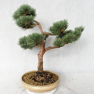 Vonkajšie bonsai - Pinus sylvestris Watereri - Borovica lesná VB2019-26868 - 3