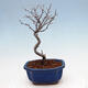Vonkajšia bonsai - Blýskalka chlpatá - Photinia villosa - 3/5