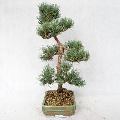 Vonkajšie bonsai - Pinus sylvestris Watereri - Borovica lesná VB2019-26877 - 3