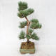 Vonkajšie bonsai - Pinus sylvestris Watereri - Borovica lesná VB2019-26877 - 3/4