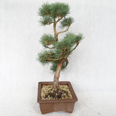 Vonkajšie bonsai - Pinus sylvestris Watereri - Borovica lesná VB2019-26878 - 3