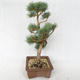 Vonkajšie bonsai - Pinus sylvestris Watereri - Borovica lesná VB2019-26878 - 3/4