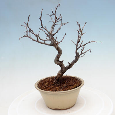 Vonkajšia bonsai - Blýskalka chlpatá - Photinia villosa - 3