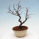 Vonkajšia bonsai - Blýskalka chlpatá - Photinia villosa - 3/5