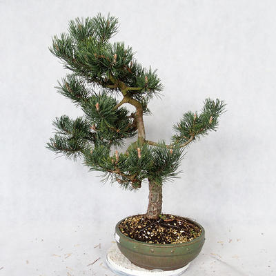 Vonkajšie bonsai - Pinus Mugo - Borovica Marhuľa VB2019-26886 - 3