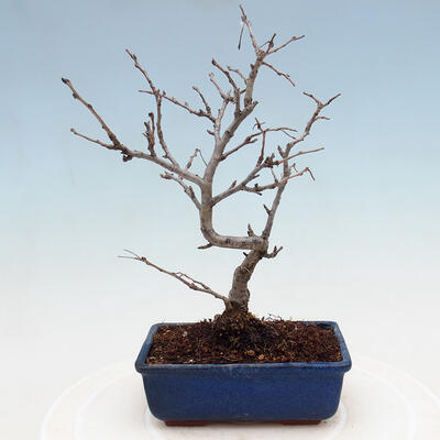 Vonkajšia bonsai - Blýskalka chlpatá - Photinia villosa - 3