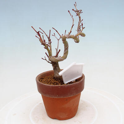 Vonkajší bonsai Acer palmatum - Javor dlanitolistý - 3