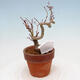 Vonkajší bonsai Acer palmatum - Javor dlanitolistý - 3/4