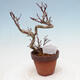 Vonkajší bonsai Acer palmatum - Javor dlanitolistý - 3/4