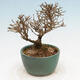 Vonkajší bonsai - Ligustrum obtusifolium - Vtáčí zob tupolistý - 3/5