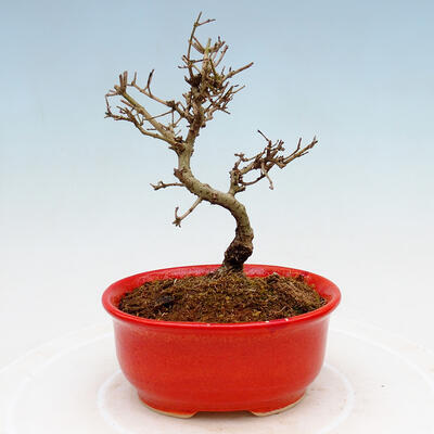 Vonkajší bonsai - Ligustrum obtusifolium - Vtáčí zob tupolistý - 3