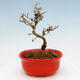 Vonkajší bonsai - Ligustrum obtusifolium - Vtáčí zob tupolistý - 3/5