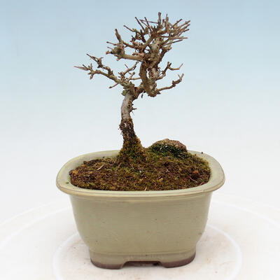 Vonkajší bonsai - Ligustrum obtusifolium - Vtáčí zob tupolistý - 3