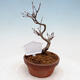 Vonkajší bonsai - Javor Buergerianum - Javor Burgerov - 3/5