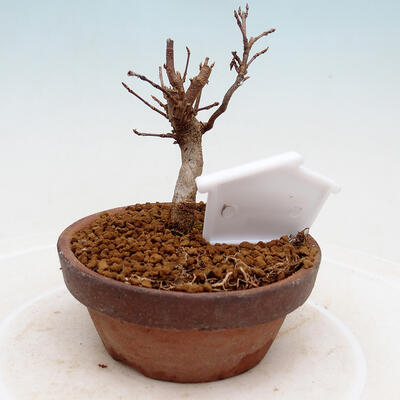 Vonkajší bonsai - Javor Buergerianum - Javor Burgerov - 3