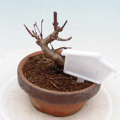 Vonkajší bonsai - Javor Buergerianum - Javor Burgerov - 3