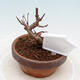 Vonkajší bonsai - Javor Buergerianum - Javor Burgerov - 3/5