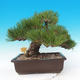 Vonkajšie bonsai - Pinus thunbergii - Borovica thunbergova - 3/6