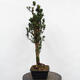Vonkajší bonsai - Taxus cuspidata - Tis japonský - 3/5