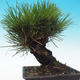 Vonkajšie bonsai - Pinus thunbergii corticosa - borovica korková - 3/5