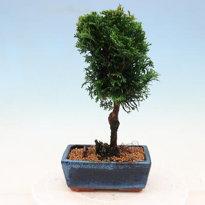 Vonkajší bonsai - Cham.pis obtusa Nana Gracilis - Cyprus - 3