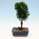 Vonkajší bonsai - Cham.pis obtusa Nana Gracilis - Cyprus - 3/3