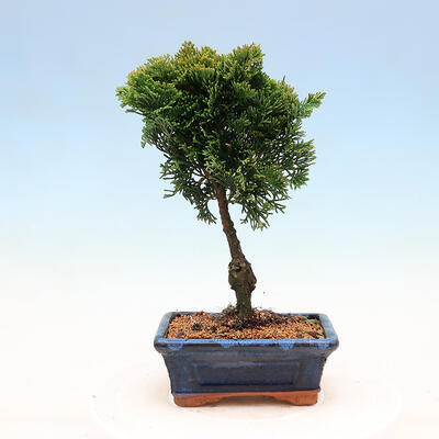 Vonkajší bonsai - Cham.pis obtusa Nana Gracilis - Cyprus - 3