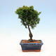 Vonkajší bonsai - Cham.pis obtusa Nana Gracilis - Cyprus - 3/3