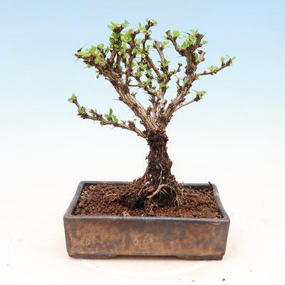 Vonkajší bonsai - Berberis thunbergii Kobold - Drištál Thunbergov - 3