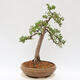Vonkajší bonsai - Larix decidua - Smrekovec opadavý - 3/5